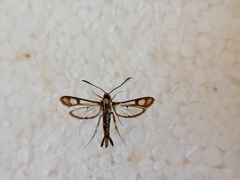 Pyropteron triannuliformis