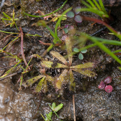 Drosera