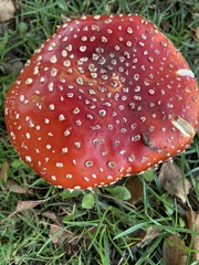 Amanita muscaria