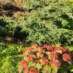 Physocarpus opulifolius