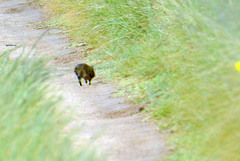 Cavia