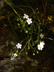 Eritrichium pectinatum