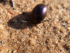 Chrysolina geminata