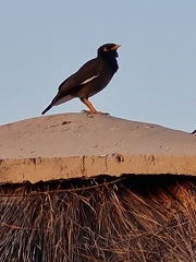 Acridotheres tristis