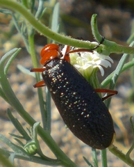 Lytta magister