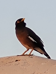 Acridotheres tristis