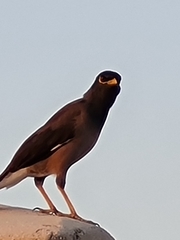 Acridotheres tristis