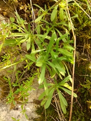 Eritrichium pectinatum