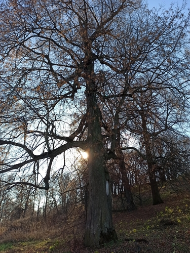 Winter-Linde (Tilia cordata): Herkunft und Verwendung — Foto 1