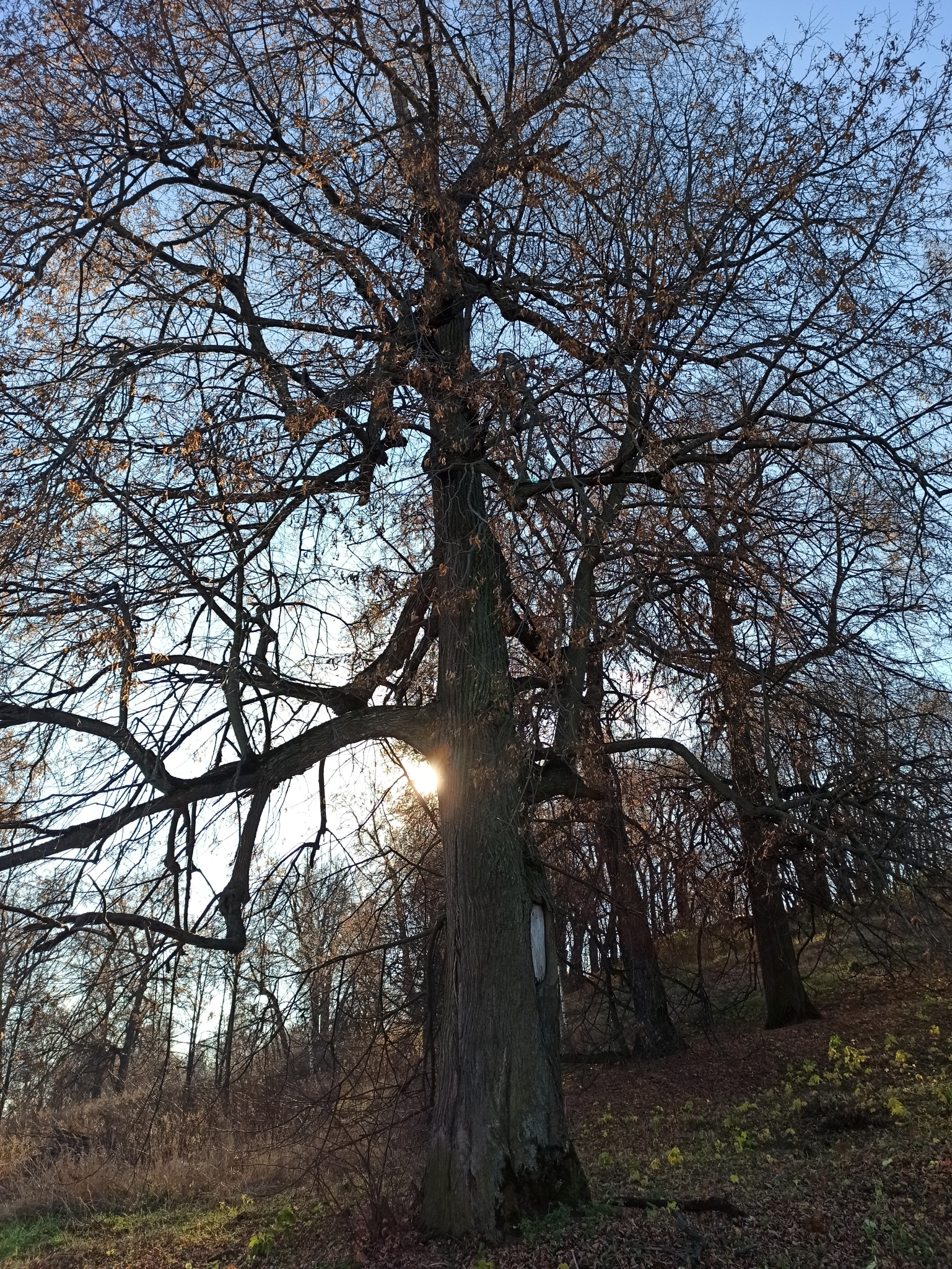 Winter-Linde (Tilia cordata): Herkunft und Verwendung — foto 1