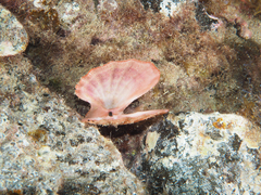 Manupecten pesfelis