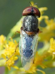 Hedriodiscus vertebratus