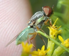 Hedriodiscus vertebratus