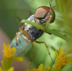 Hedriodiscus vertebratus