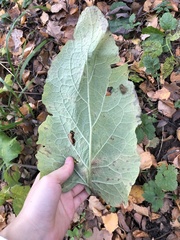 Arctium