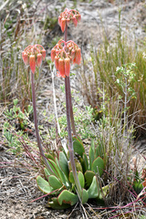 Cotyledon orbiculata oblonga