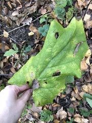 Arctium