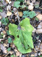 Arctium