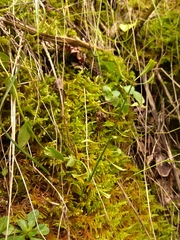 Noccaea cochleariformis