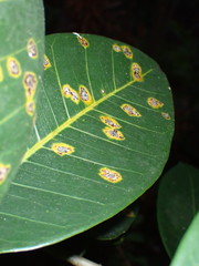 Phyllachoraceae