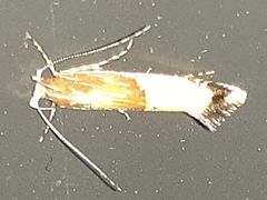 Labdia deliciosella