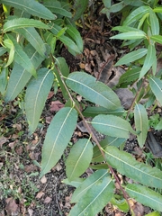 Salix triandra