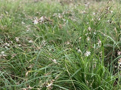 Chlorophytum saundersiae