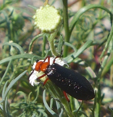 Lytta magister