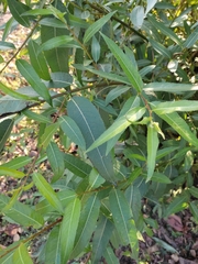 Salix triandra