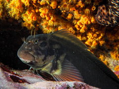 Ophioblennius atlanticus