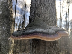 Fomitopsis pinicola