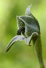 Chloraea grandiflora