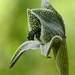 Chloraea grandiflora - Photo 由 Bryan Caro San Martin 所上傳的 (c) Bryan Caro San Martin，保留部份權利CC BY-NC