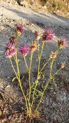 Centaurea spruneri