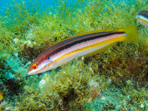 Atlantic rainbow wrasse