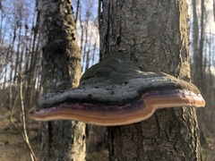 Fomitopsis pinicola
