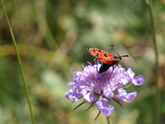 Zygaena hilaris