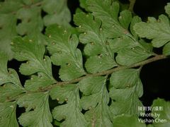 Microlepia obtusiloba