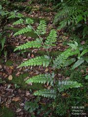 Microlepia obtusiloba