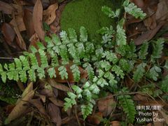 Microlepia obtusiloba