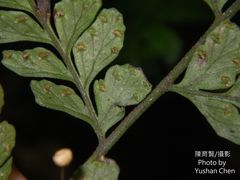 Microlepia obtusiloba