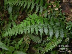 Microlepia obtusiloba