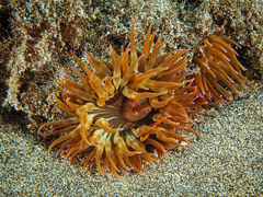 Anemonia sargassensis