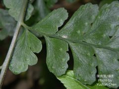 Microlepia obtusiloba