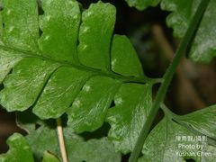 Microlepia obtusiloba