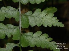 Microlepia obtusiloba