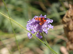 Zygaena hilaris