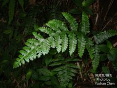 Microlepia obtusiloba