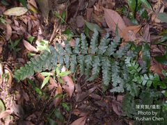 Microlepia obtusiloba