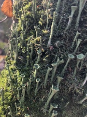 Cladonia fimbriata